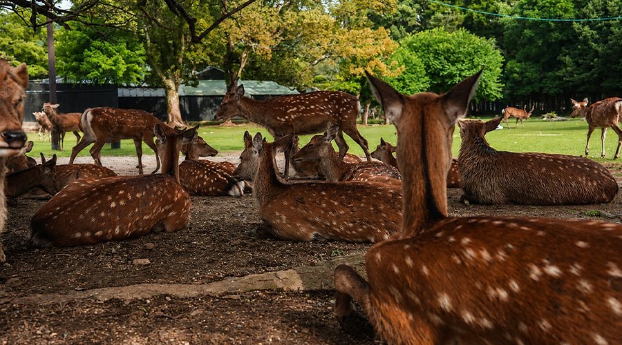 Deer Park (Mrigadava)